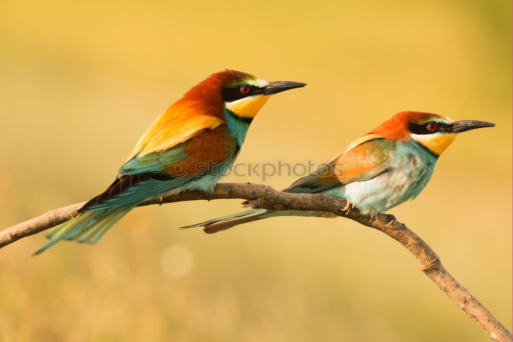 Similar – Pair of bee-eaters Eating