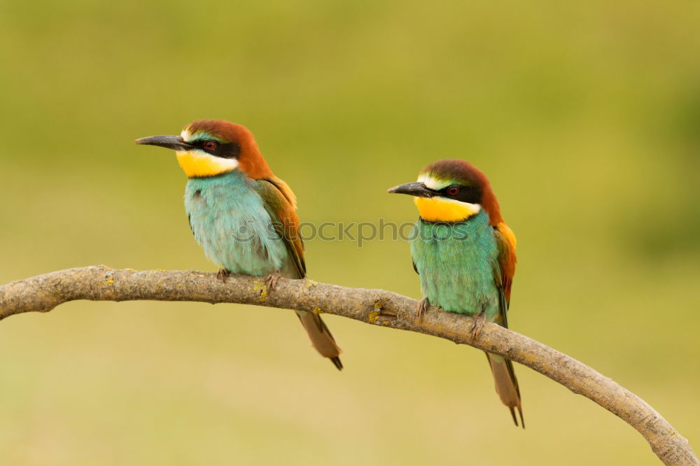 Similar – Pair of bee-eaters Eating