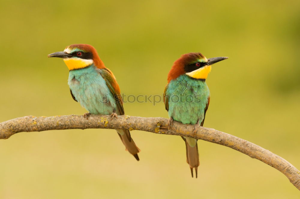 Pair of bee-eaters Eating