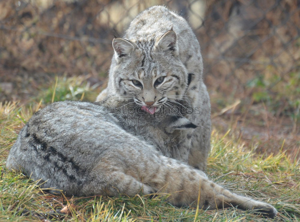 Similar – The Lynx I Style Nature