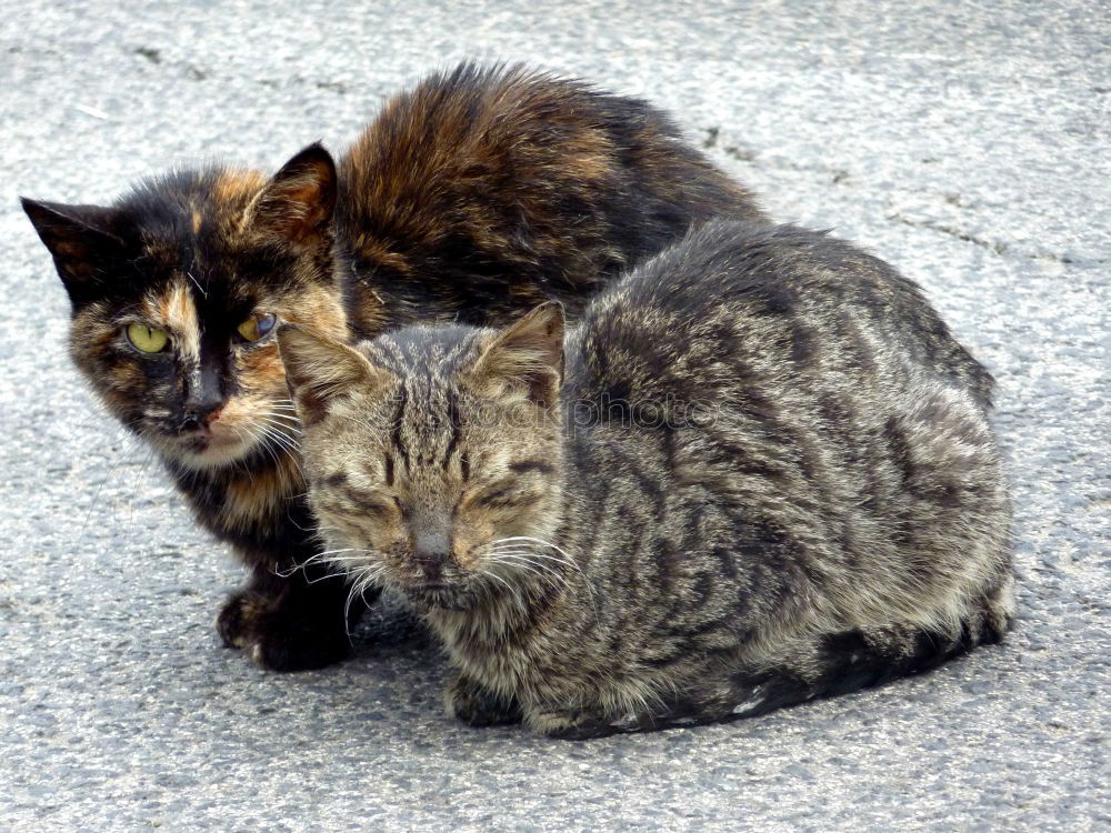 Similar – street cats Animal Pet