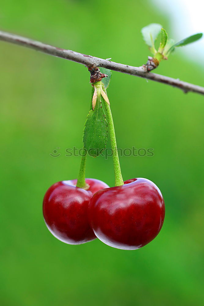 Similar – blackberry harvest Fruit