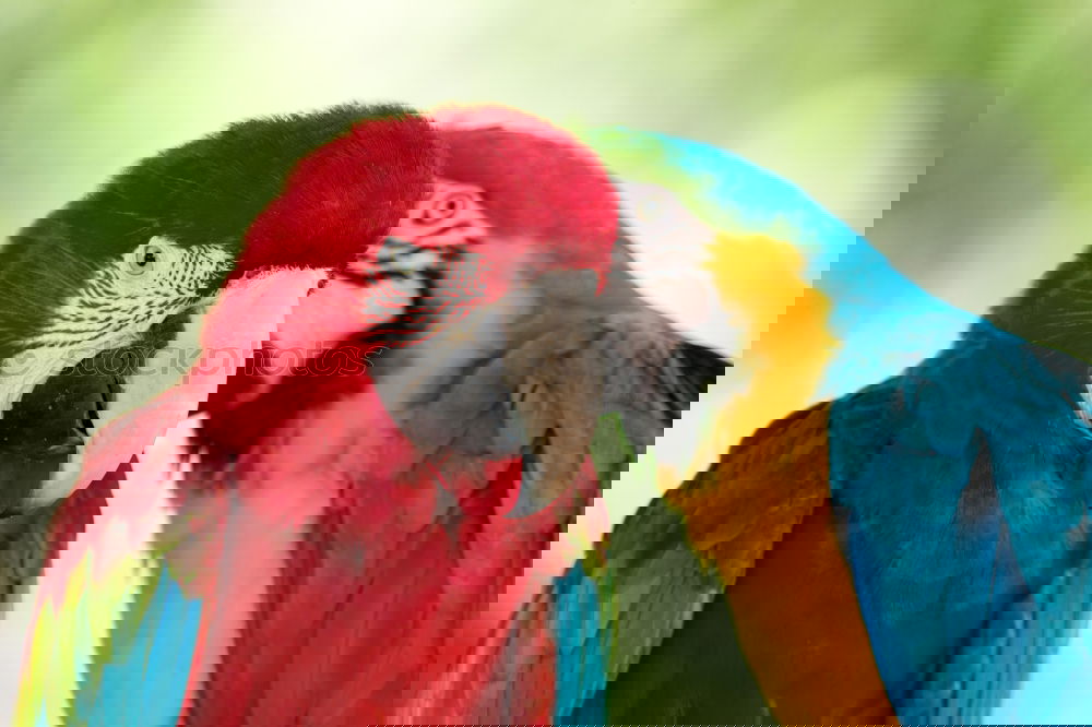 Image, Stock Photo Frida Forever Bird Parrots