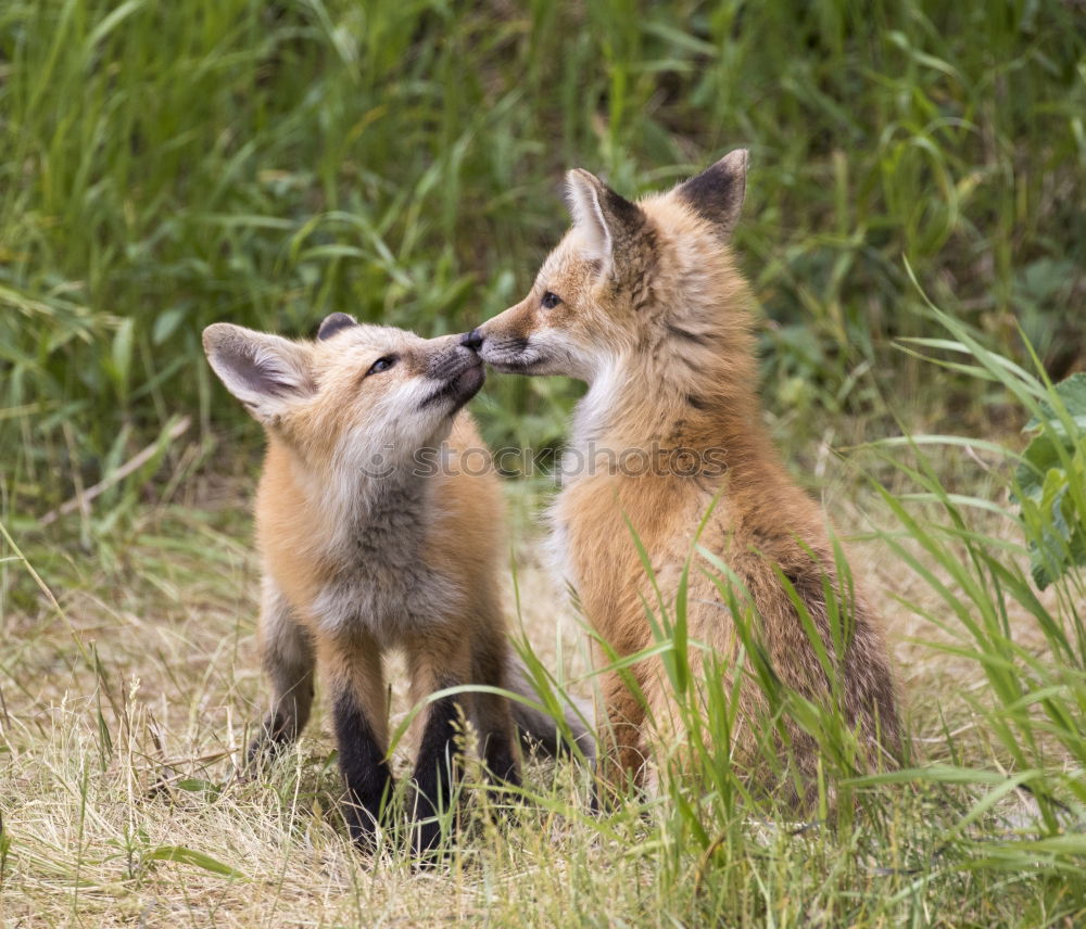 Similar – curious fox cub looking at the camera