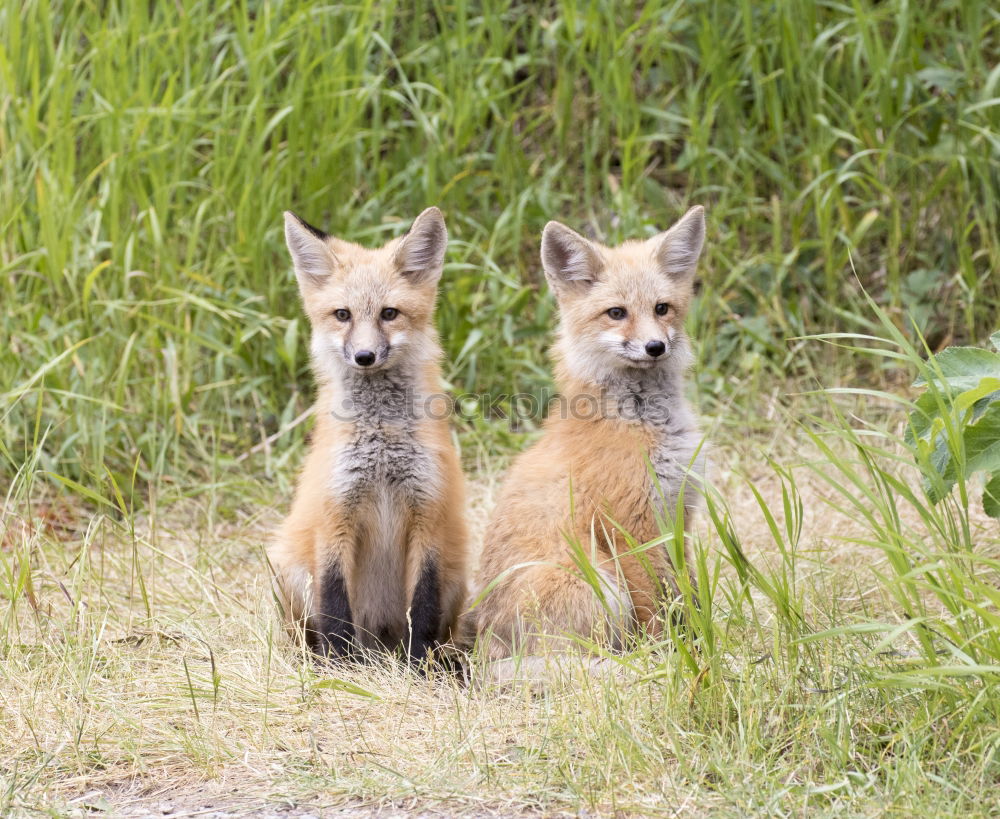 Similar – curious fox cub looking at the camera