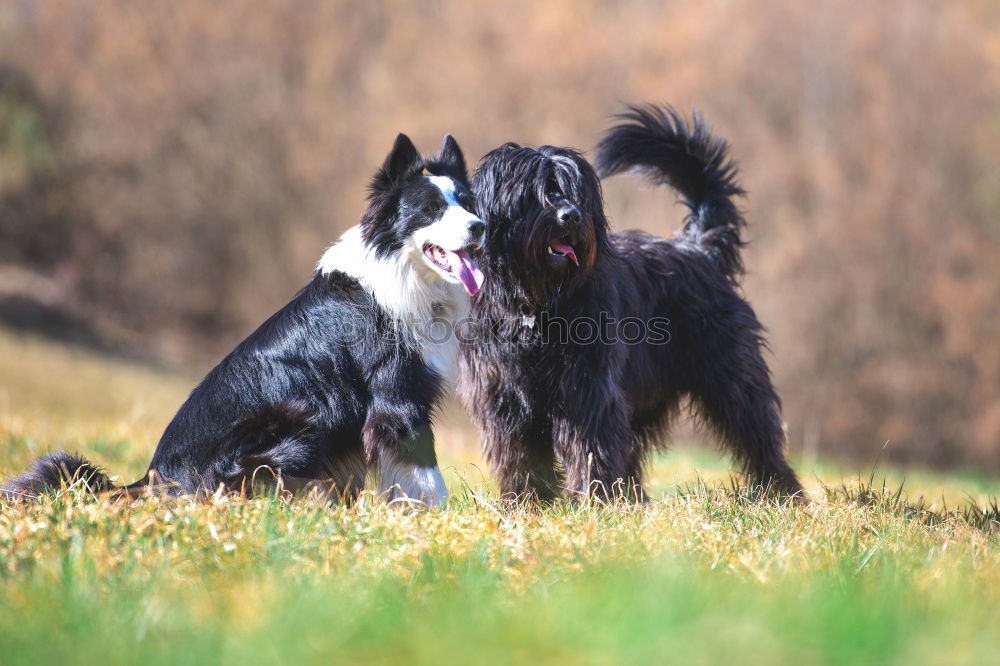 Similar – Dogs running near waving sea