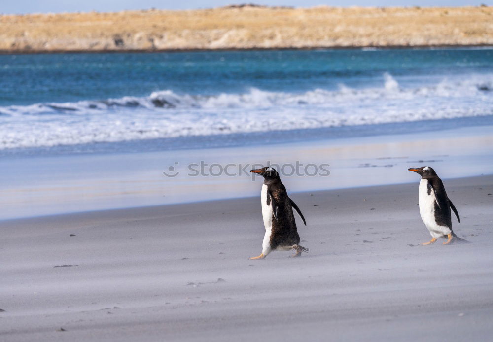 Similar – Penguin dancing.