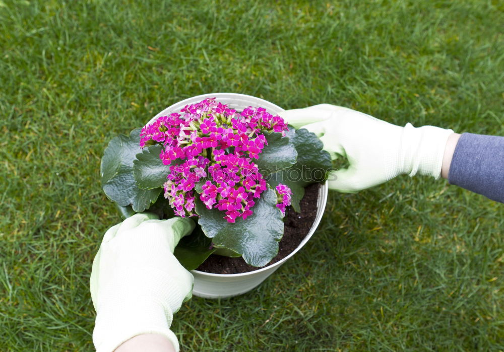 Similar – View into the garden bio bin…