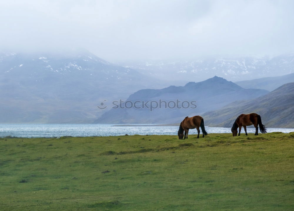 Similar – Image, Stock Photo Horse by Song Kul lake