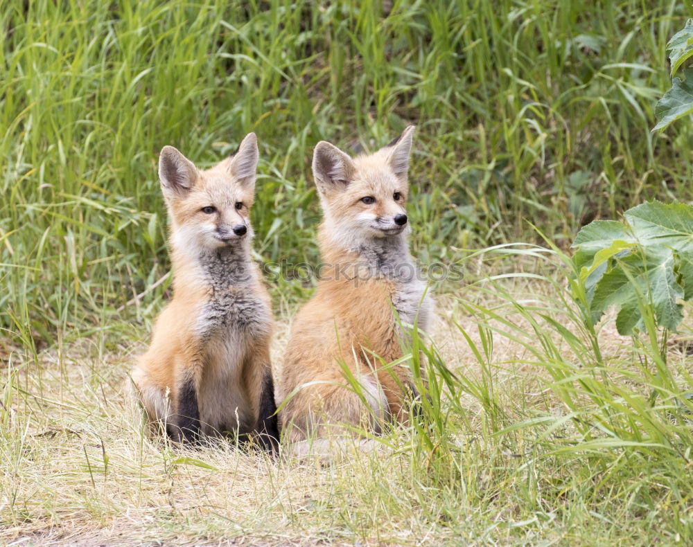 Similar – curious fox cub looking at the camera