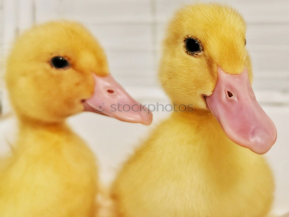 Similar – squeaky duck Squeak duck