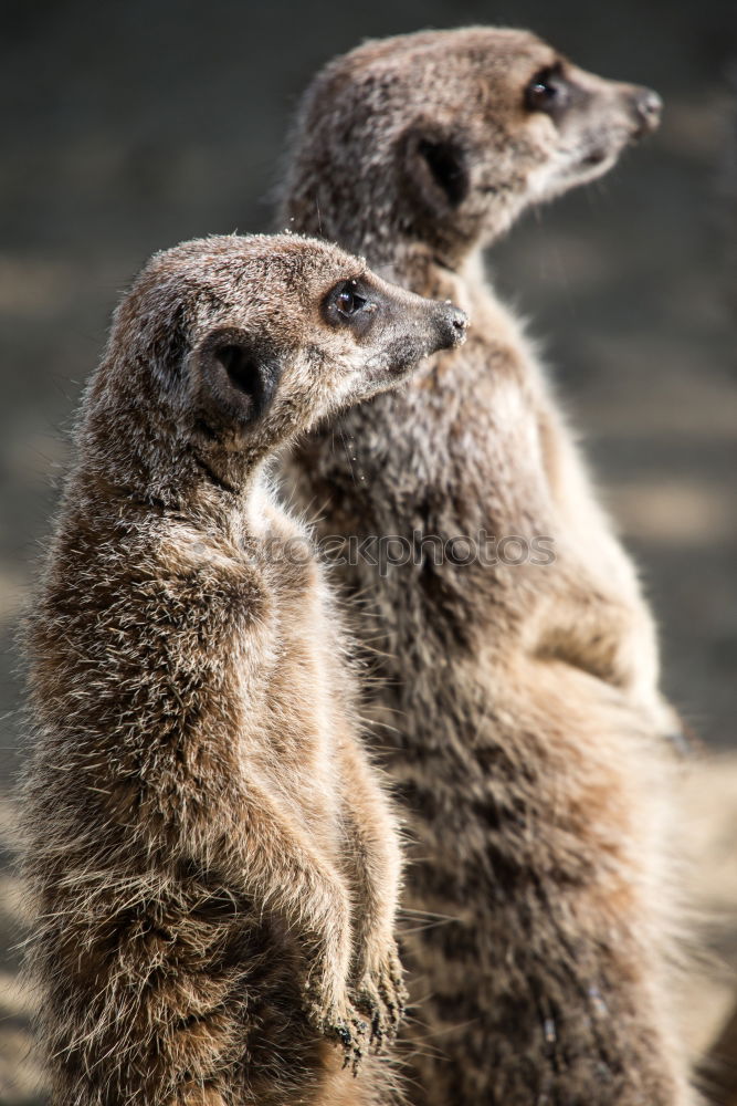 Similar – Image, Stock Photo cute trio Animal Earth Zoo