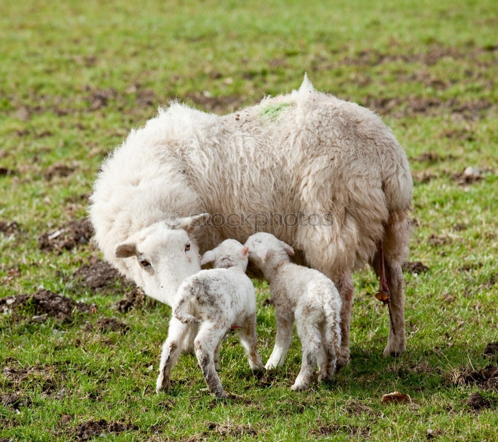 Similar – Flock of sheep with offspring