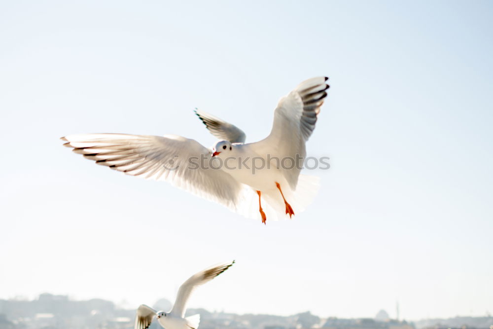 Image, Stock Photo Up and away! North Sea