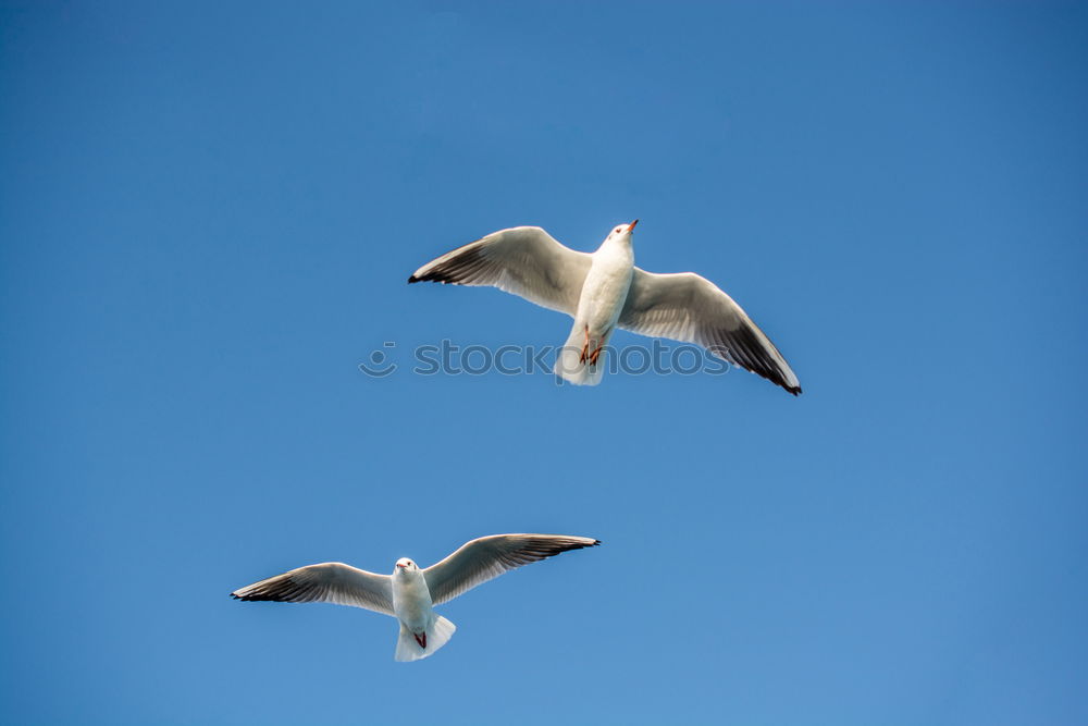 Similar – Image, Stock Photo Fly dolphin, fly! Seagull