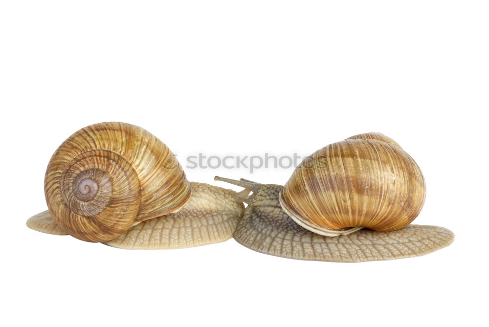 Similar – Image, Stock Photo snail shells Style Design