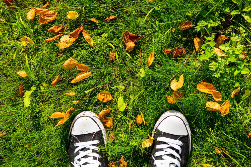 Image, Stock Photo spring shoe I Spring Fresh