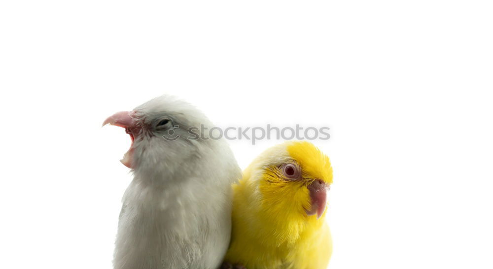 Similar – Image, Stock Photo Schaaf Pair Summer Animal