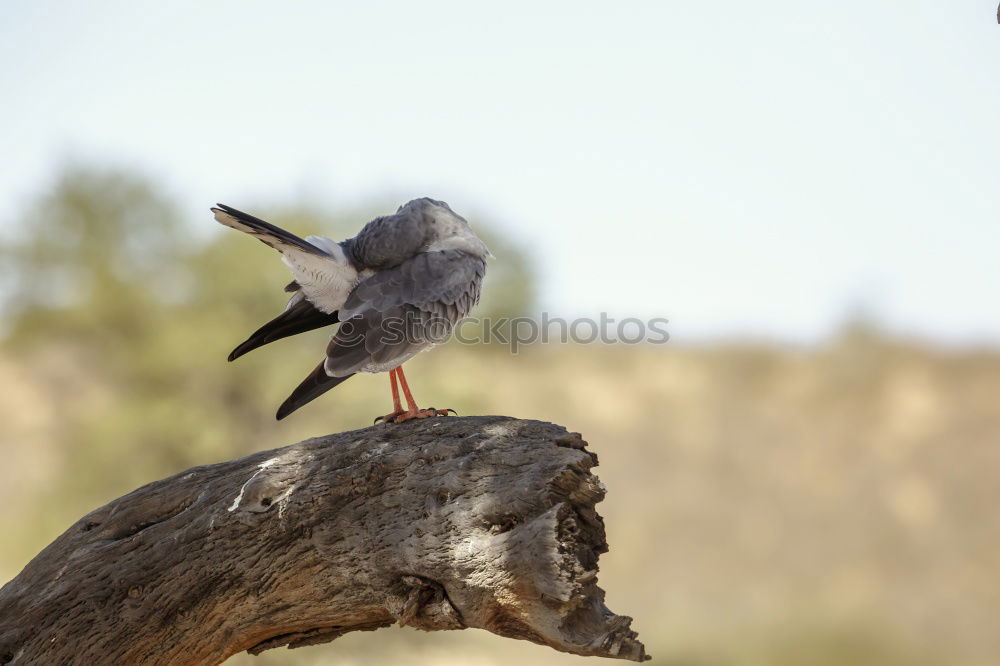 Similar – Muscle gag! Nature Animal