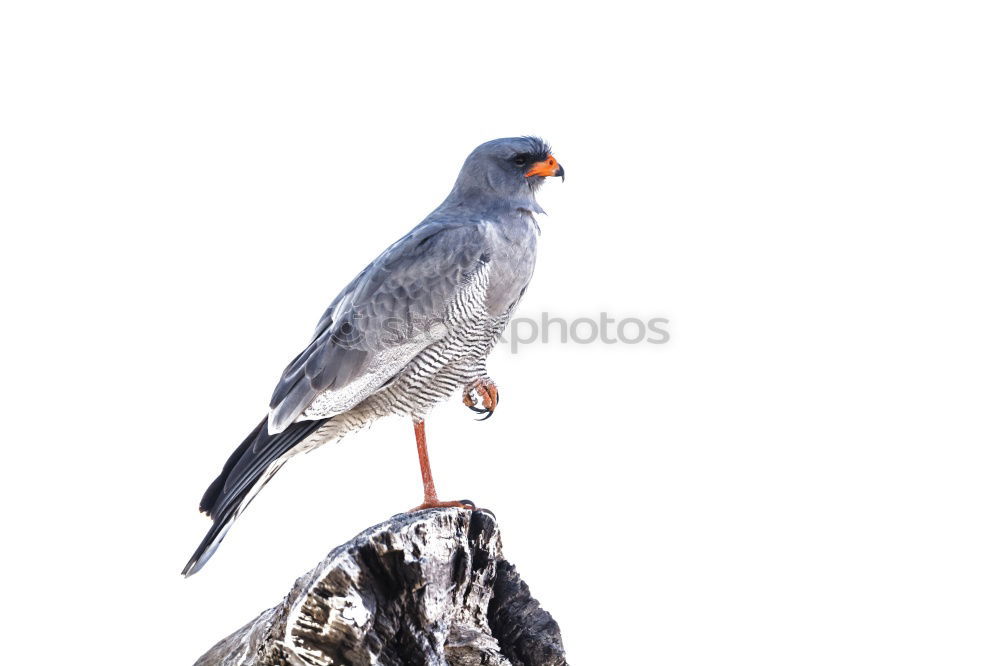 Similar – Image, Stock Photo time-out Freedom Summer