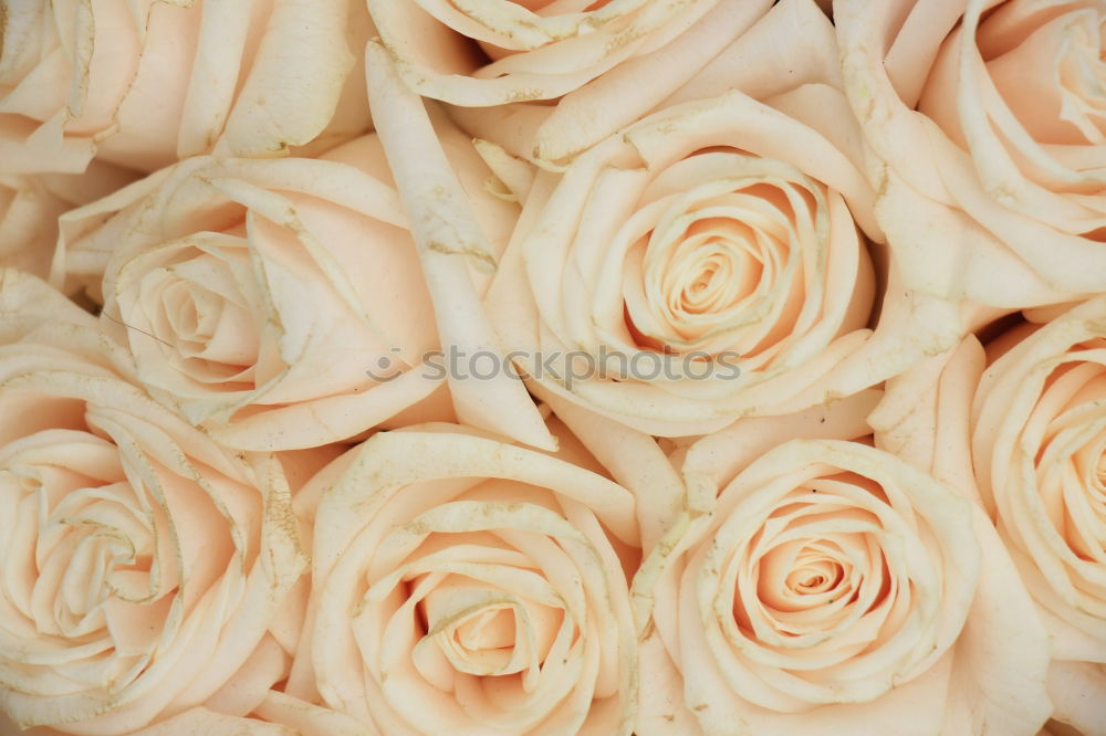 Similar – Image, Stock Photo Flowers peonies and roses of cream white and pink colour palette on the wall, floral wallpaper background for a wedding reception or romantic event. Faux artificial flowers wall in pink colours.