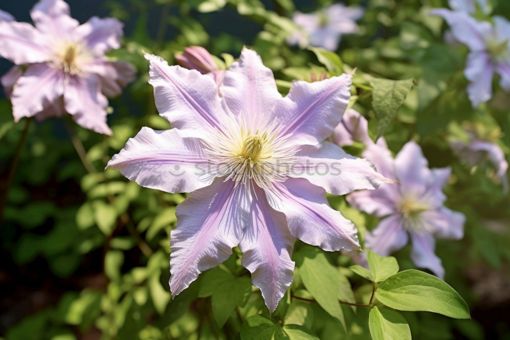 Similar – Image, Stock Photo kitchen herbs