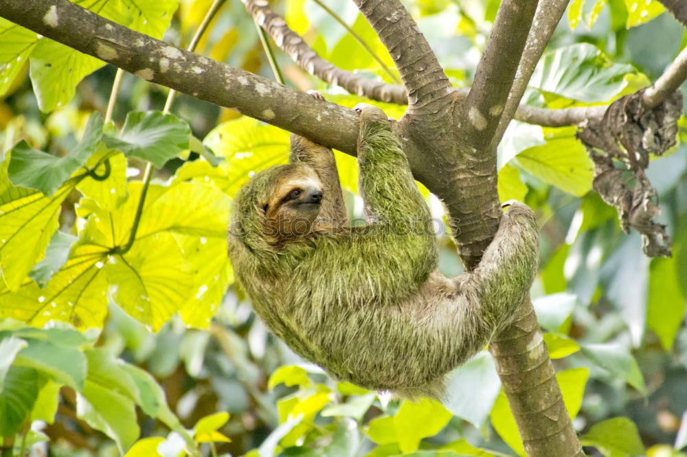 Sloth in Costa Rica 1