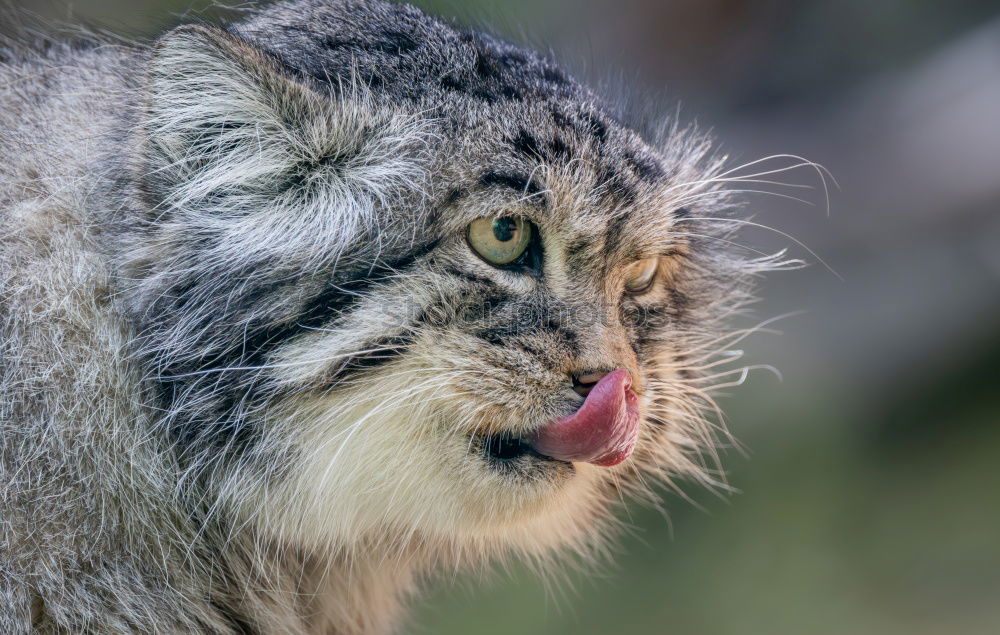 Similar – Close up portrait of manul kitten