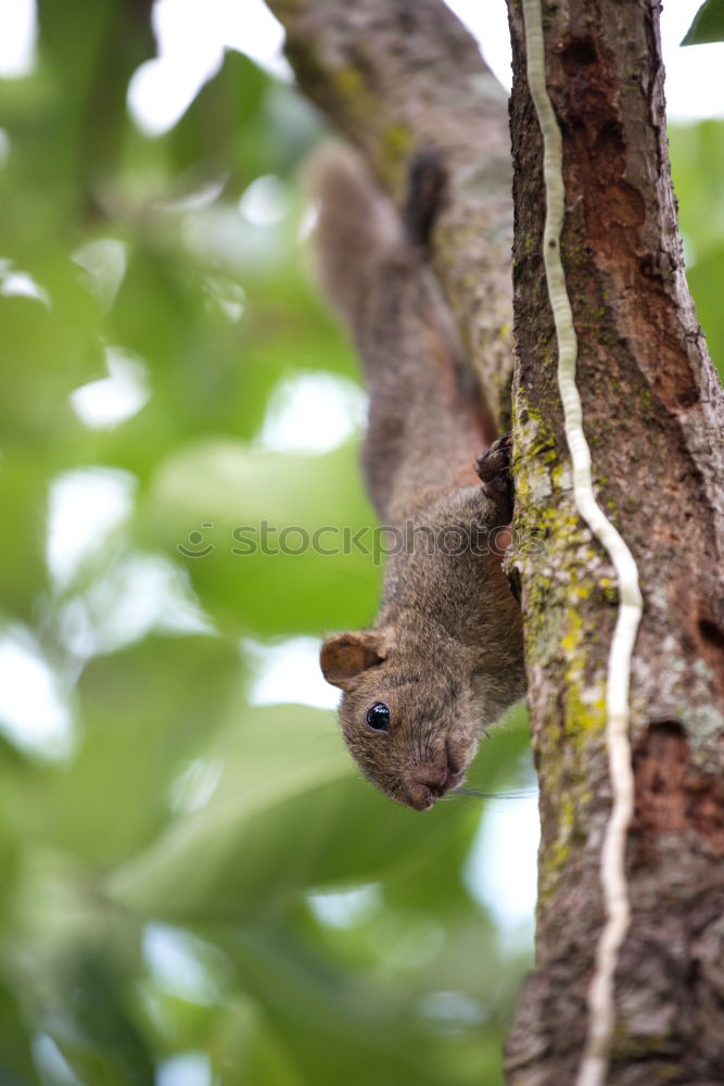 Similar – nasal monkey descending