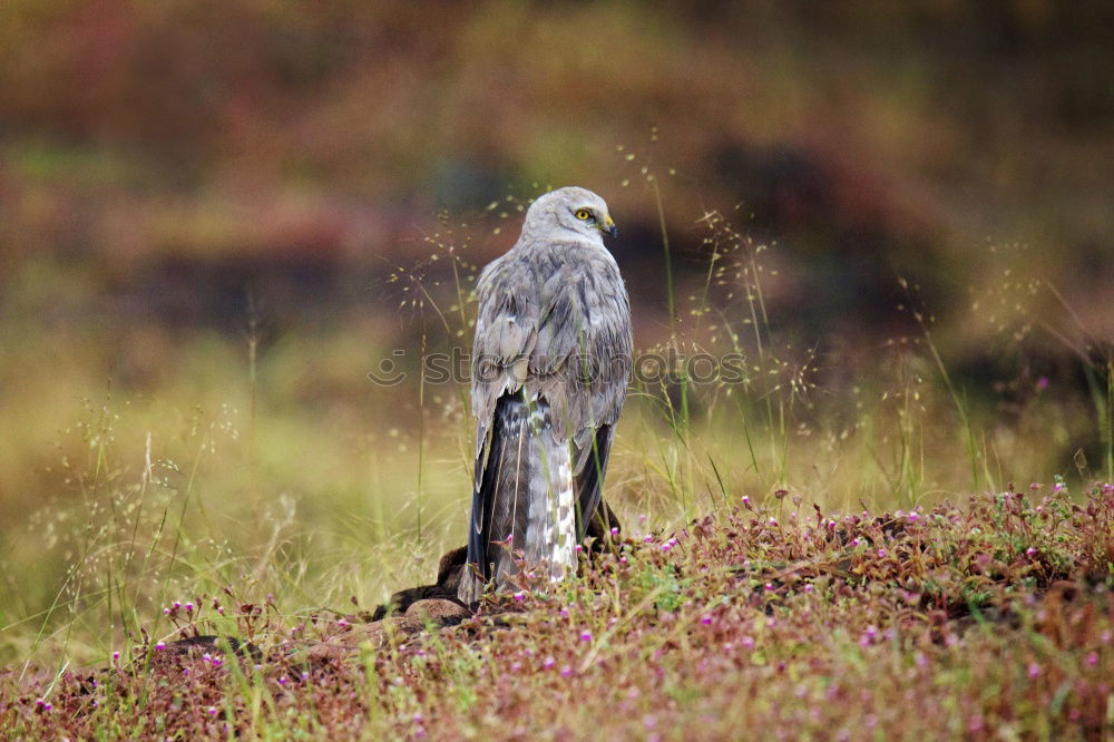 Similar – Raven Crow Fog Crow (Corvus corone cornix)