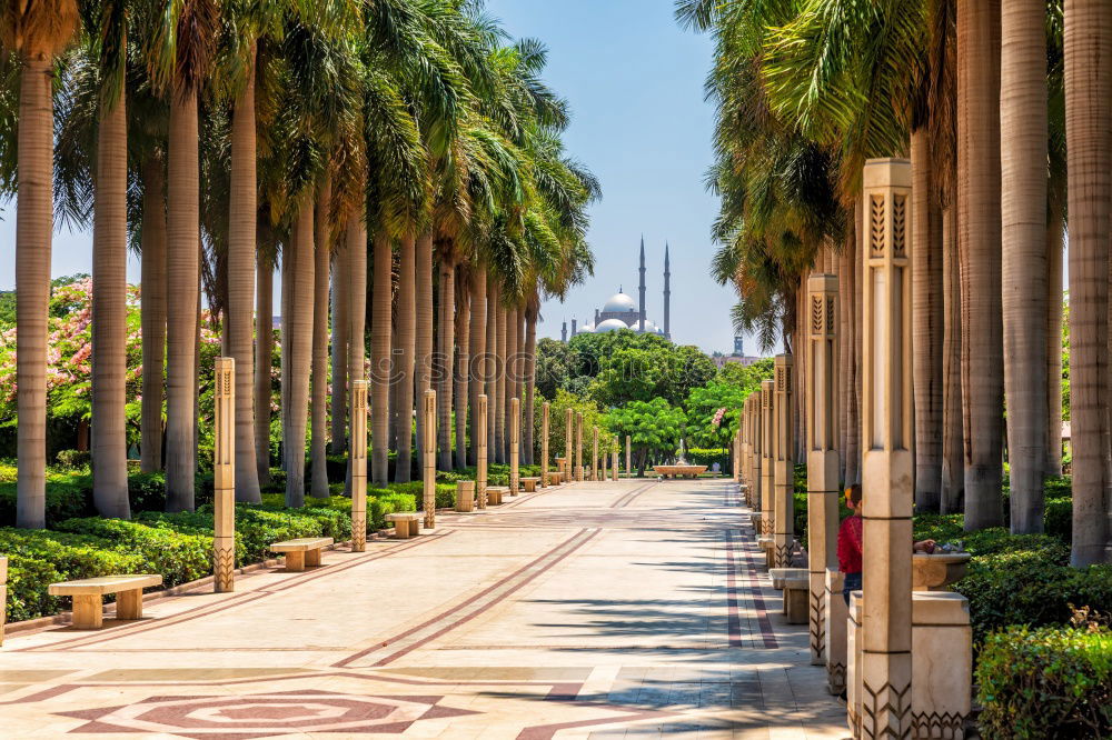 Similar – Image, Stock Photo Palm trees on Calvi