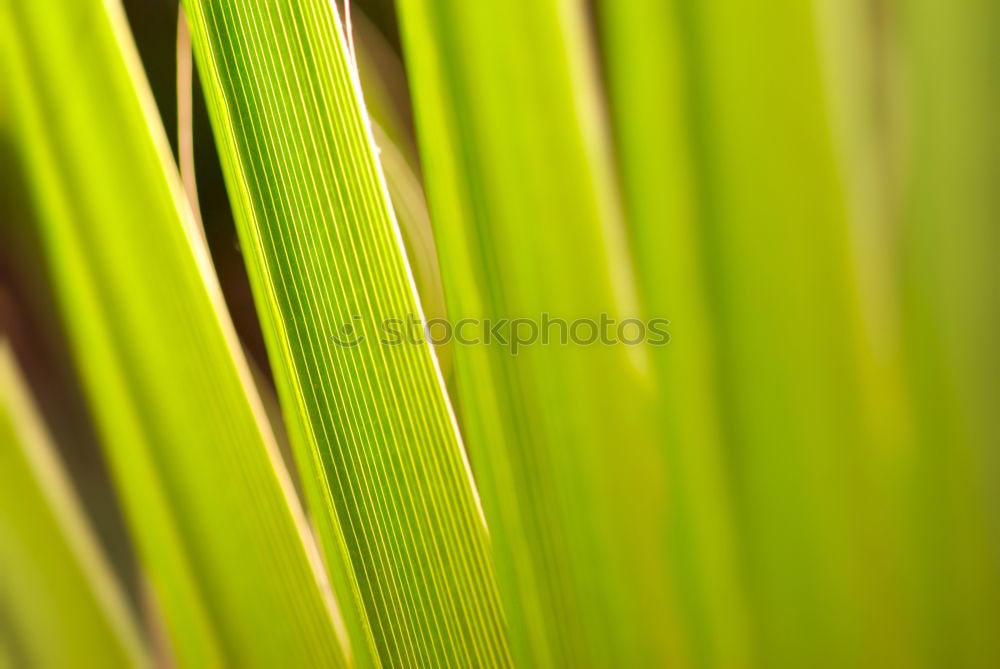 Similar – Image, Stock Photo Grasses Q Environment