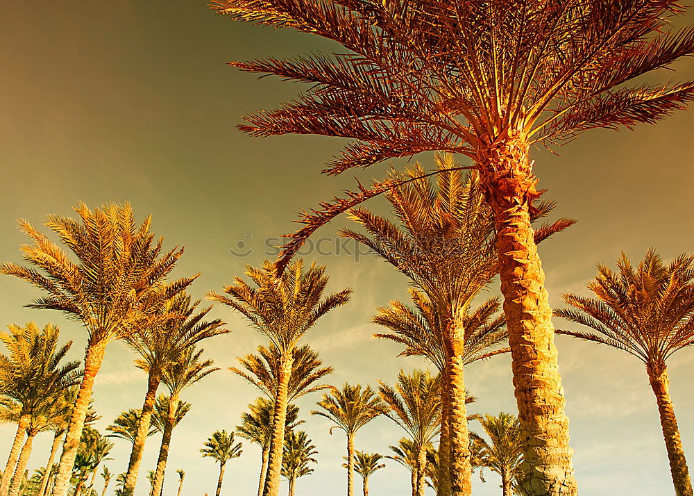 Similar – Summer Palms Palm tree Sun