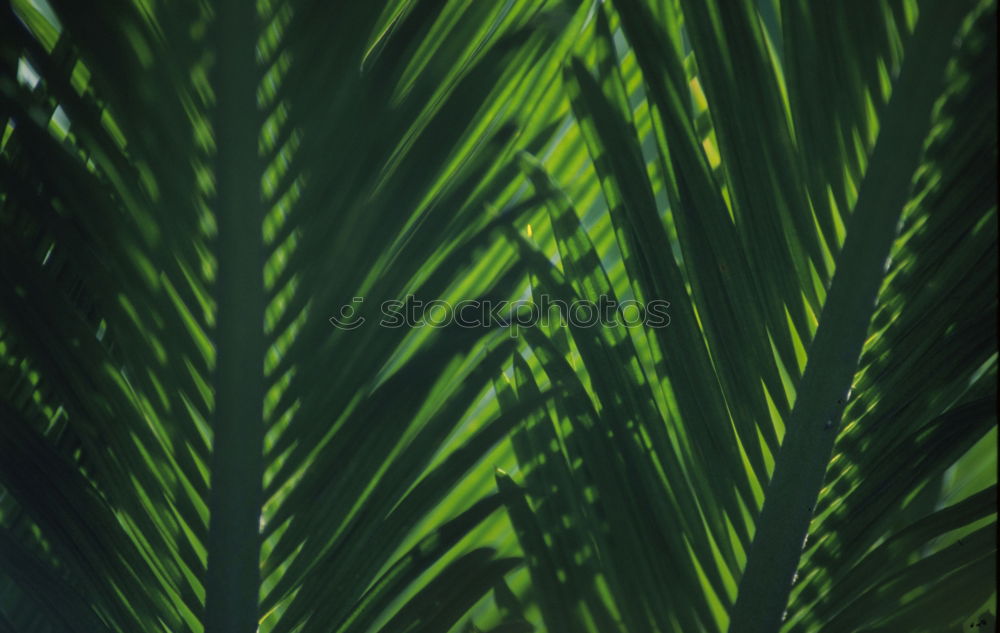 Similar – Textures of Tropical Plants