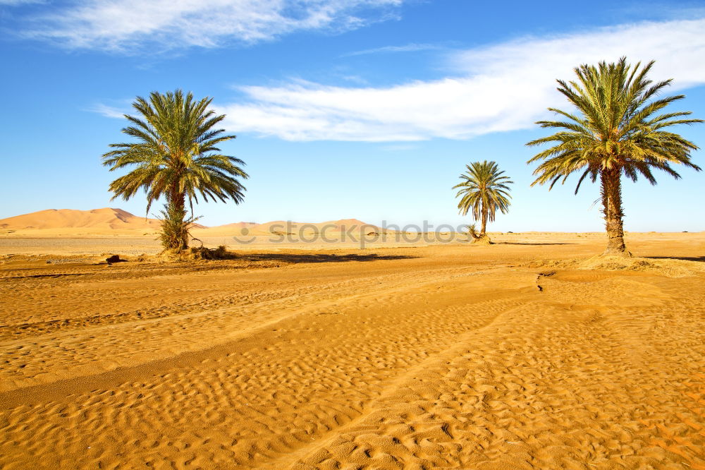 Similar – palm in the desert oasi