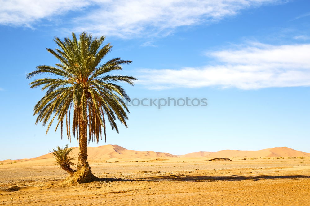 palm in the desert oasi