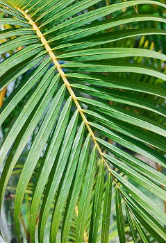 Similar – Image, Stock Photo Cast off Nature Plant Leaf