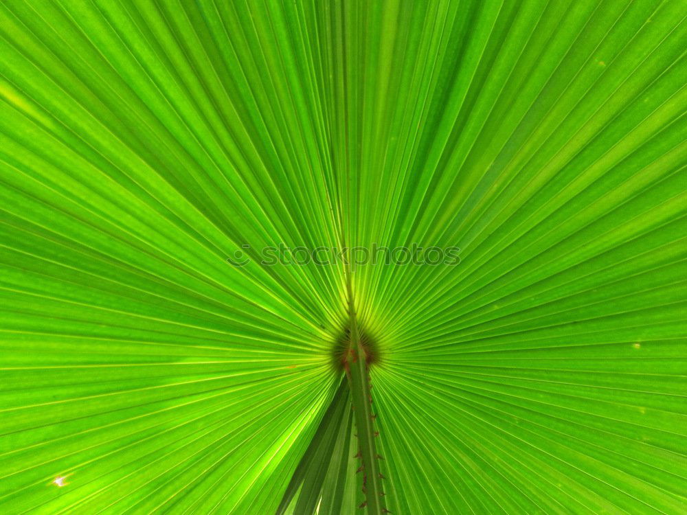 Similar – Image, Stock Photo green II Green