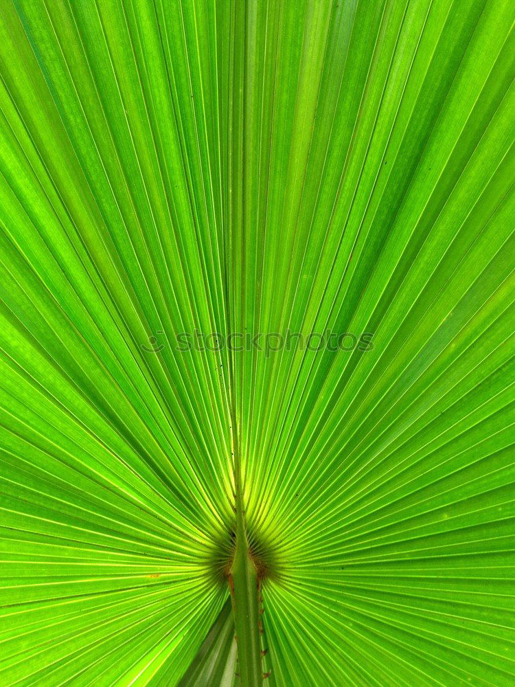 Similar – Image, Stock Photo green II Green