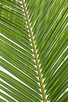 Similar – Image, Stock Photo leaf Green Leaf Plant