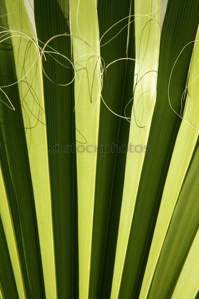 Similar – reed hair Common Reed