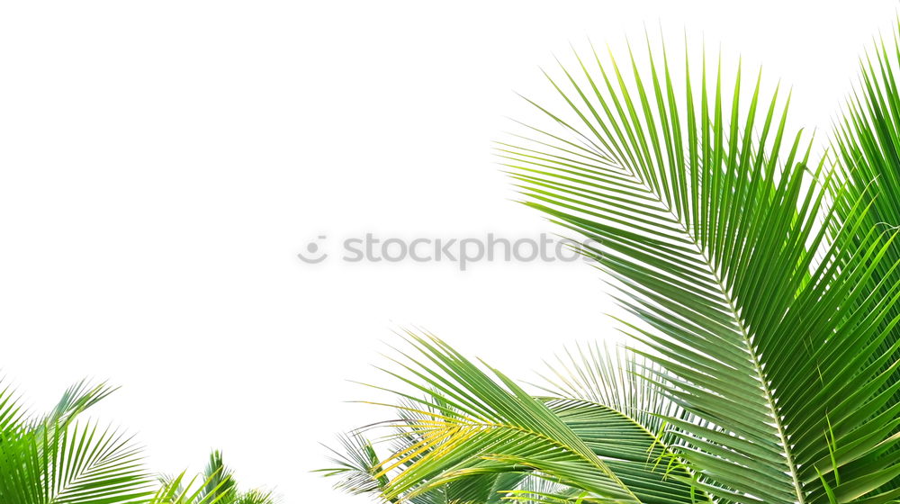 Similar – palm fronds Palm tree