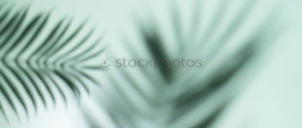 Similar – Image, Stock Photo cactus Cactus Green Plant