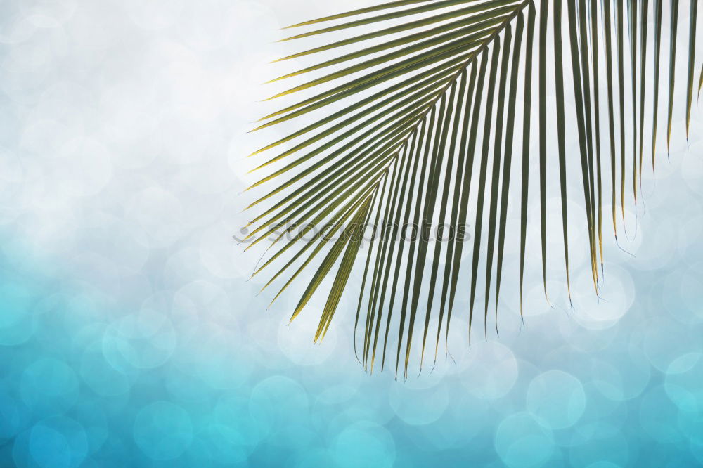 Similar – Background with coconut cocktail