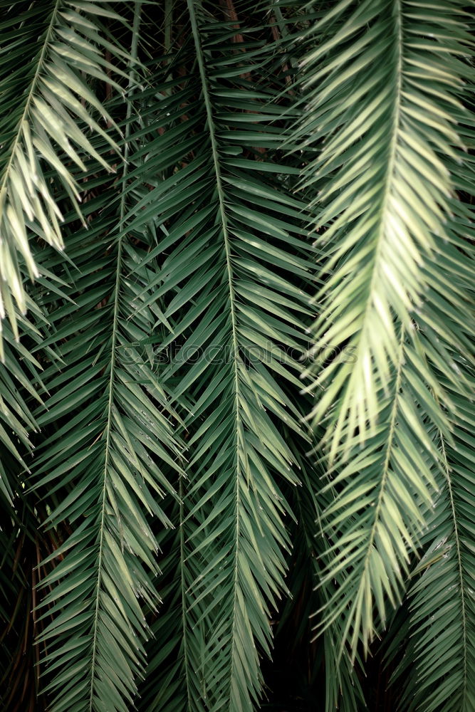 Similar – Image, Stock Photo palm fronds Palm frond