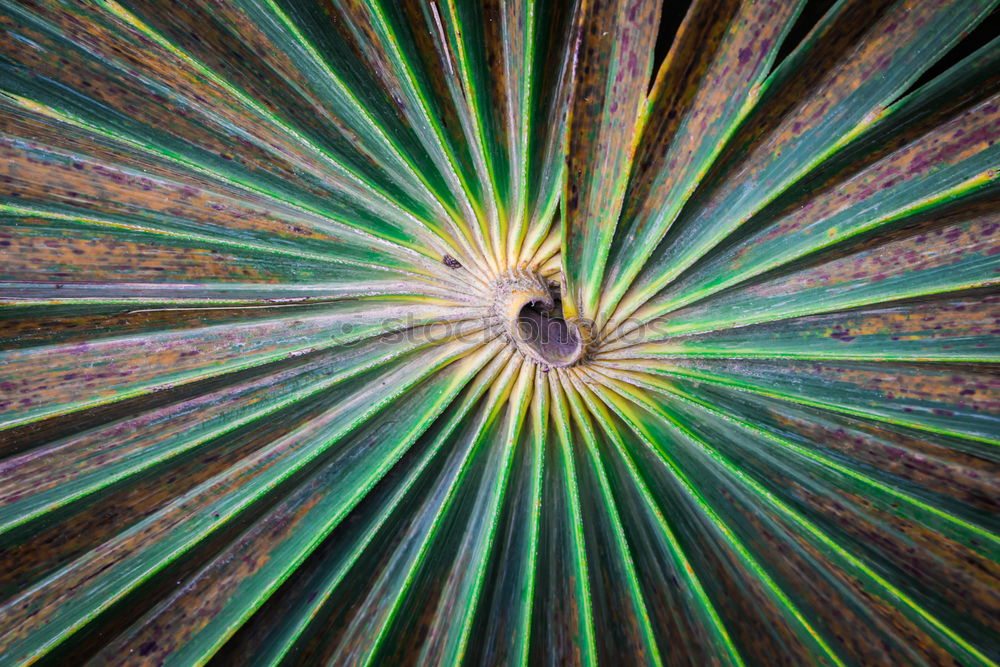 Similar – Image, Stock Photo between fern and dream