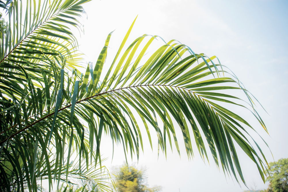 Similar – Image, Stock Photo Palm leaves in front of bright wall
