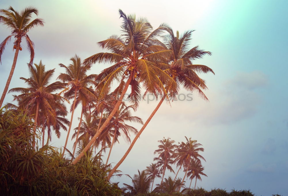 Similar – Sunset Caye Caulker