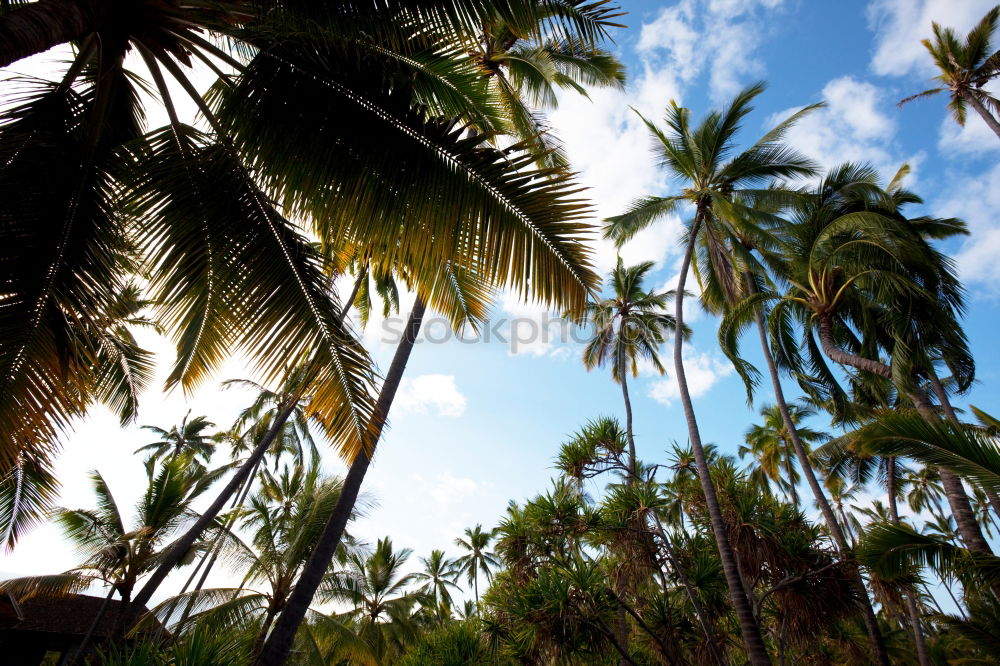 Similar – Seychelles Palm View