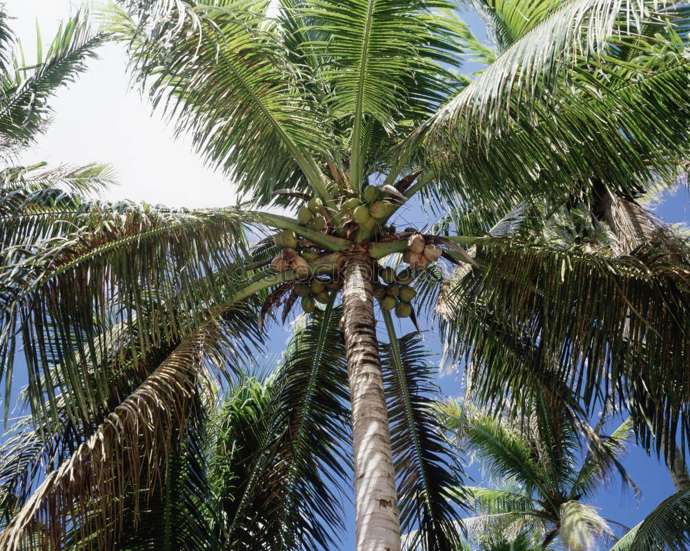 Similar – palm climber Palm tree